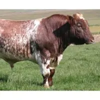 Esempio di codominanza sui bovini Short Horn