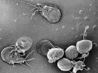 Trofozoiti e cisti di Giardia lamblia