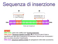 sequenza di inserzione IS50