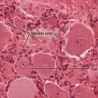 Cellule satelliti circondano i corpi cellulari di neuroni sensoriali