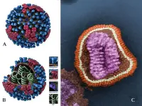 Ricostruzione e foto al microscopio elettronico del virus dell'influenza