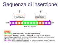 sequenza di inserzione IS50
