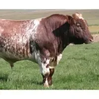 Esempio di codominanza sui bovini Short Horn