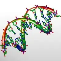 modello 3D del DNA