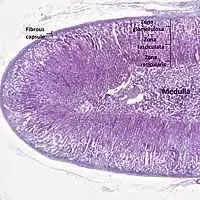 Ghiandola surrenale al microscopio che evidenzia tutti gli strati dal corticale al midollare