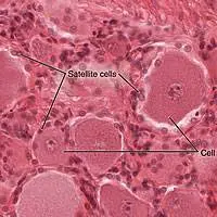 Cellule satelliti circondano i corpi cellulari di neuroni sensoriali