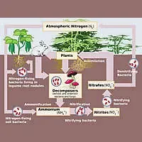 I movimenti dell'azoto tra atmosfera, suolo e biosfera