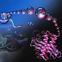 La sintesi proteica nel suo complesso dalla trascrizione nel nucleo alla traduzione nel citoplasma