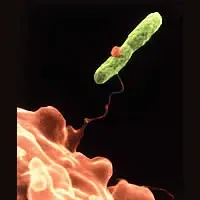 L'imagine si compone di quattro foto distinte: batterio intrappolato da ameba, muffa, protozoo, virus