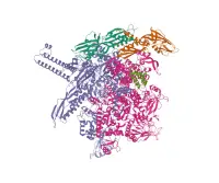 RNA polimerasi batterica di Escherichia coli K-12