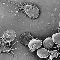 Trofozoiti e cisti di Giardia lamblia