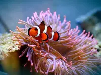 Un pesce pagliaccio nuota vicino ai tentacoli urticanti di un'attinia