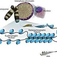 Diagramma che mostra la struttura del DNA, della eucromatina, dell'eterocromatina e dei cromosomi