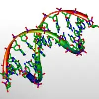 modello 3D del DNA