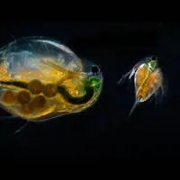 Daphnia magna, utilizzata in uno dei test per misurare la tossicità dei composti chimici