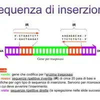 sequenza di inserzione IS50