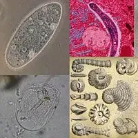 Alcuniesempi del regno dei Protisti