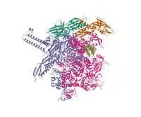 RNA polimerasi batterica di Escherichia coli K-12