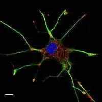 Cellula PC-12 al microscopio confocale. In blu il nucleo, in rosso i mitocondri e in verde i microtubuli