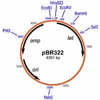 Plasmide pBR322 usato nella tecnologia del DNA ricombinante