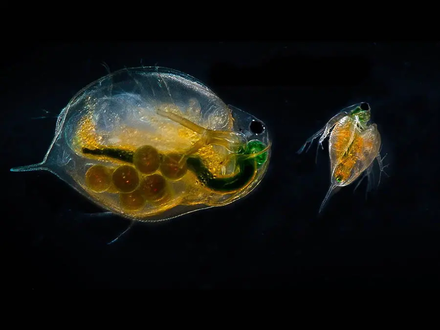 Daphnia magna, utilizzata in uno dei test per misurare la tossicità dei composti chimici