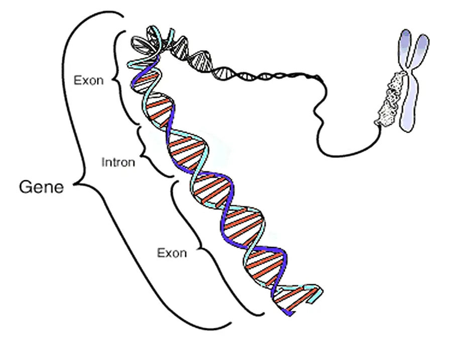 Legame tra struttura del DNA, geni e cromosomi