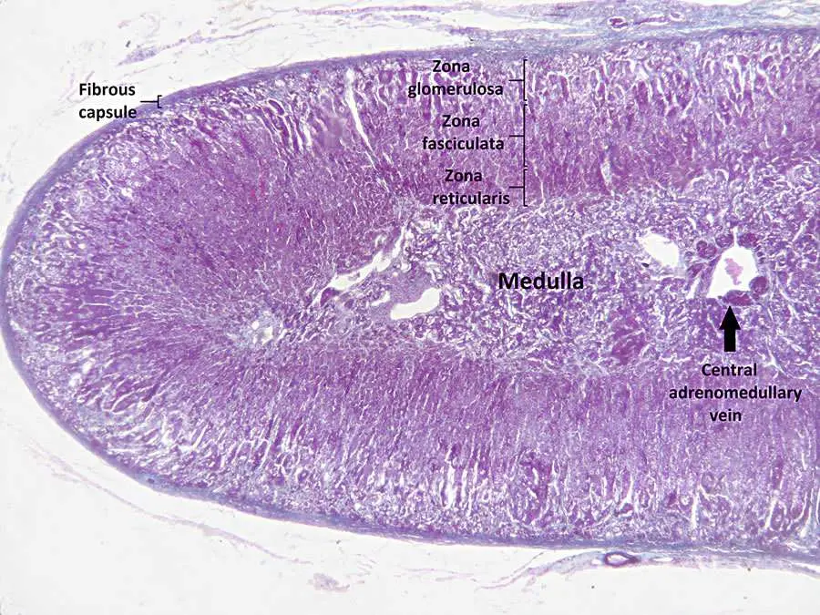 Ghiandola surrenale al microscopio che evidenzia tutti gli strati dal corticale al midollare