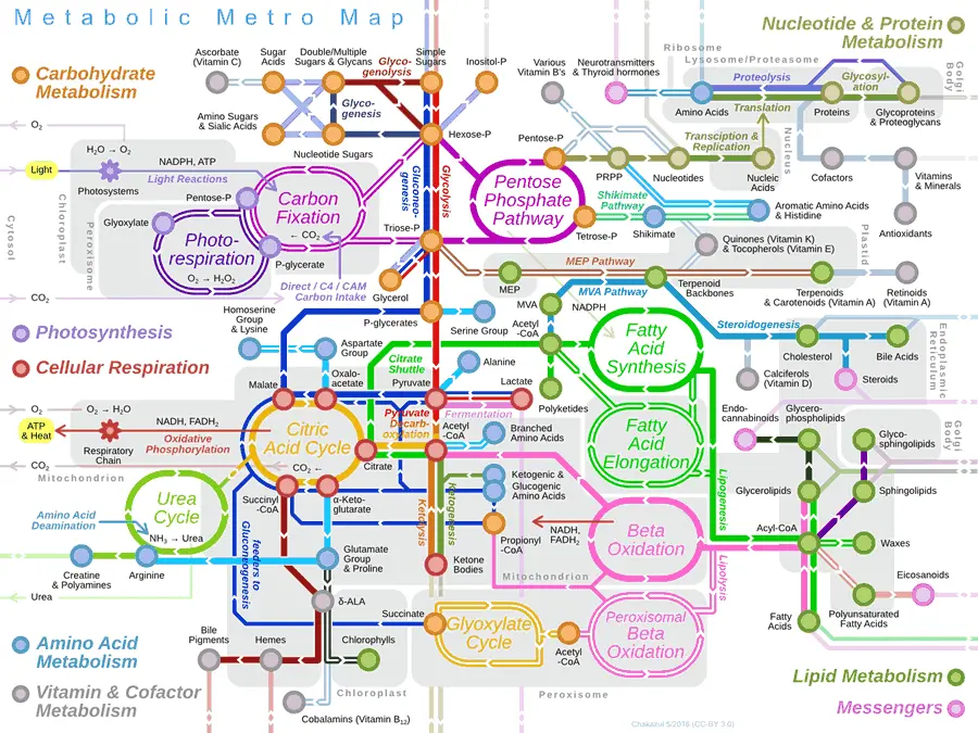 mappa metabolica completa da fotosintesi a respirazione con vie anaboliche e cataboliche