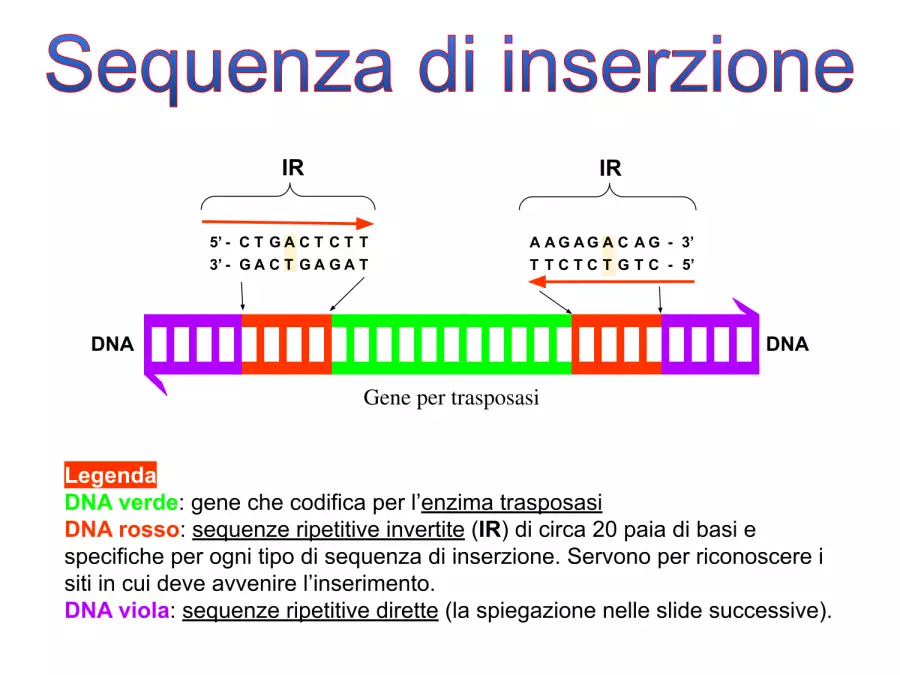 sequenza di inserzione IS50